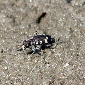 Dune tiger beetle
