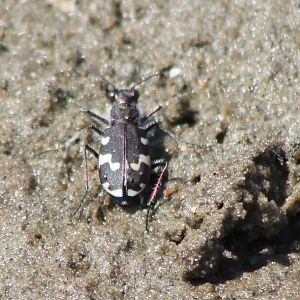 Dune tiger beetle