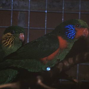 Pair of Red-flanked lorikeets