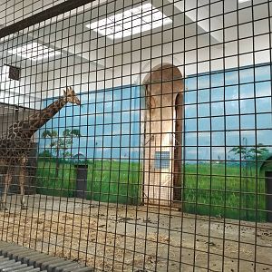 giraffe house painting