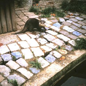 Small-clawed otter