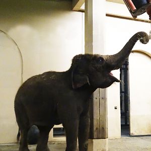 Festival of Lights 2015 - Elephant House - Jati