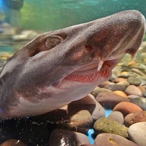 Dec. 2015 - Shark Central - Striped Catshark
