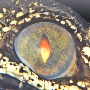 Dec. 2015 - Guess the Species