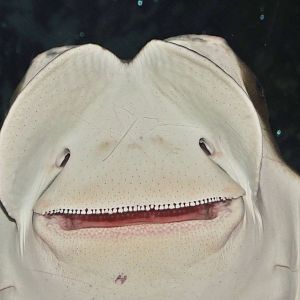 Dec. 2015 - Coral Reef - Cownose Ray