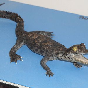 Nile crocodile taxidermy