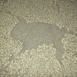 Lascaux comes to Sewerby? 27th November 2015