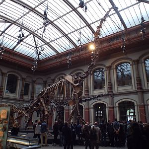 Giraffatitan brancai at Museum f?r Naturkunde, Berlin - April 9th 2014