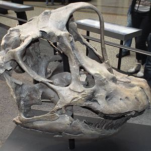 Skull of Giraffatitan brancai at Museum f?r Naturkunde, Berlin - April 9th