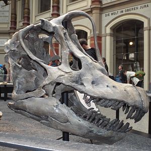 Skull of Giraffatitan brancai at Museum f?r Naturkunde, Berlin - April 9th