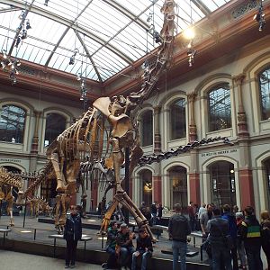 Giraffatitan brancai at Museum f?r Naturkunde, Berlin - April 9th 2014