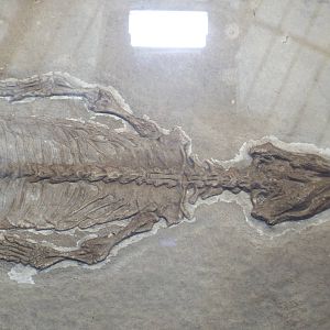 Homoeosaurus maximillioni at Museum f?r Naturkunde, Berlin - April 9th 2014