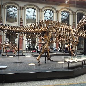 Dicraeosaurus hansemanni at Museum f?r Naturkunde, Berlin - April 9th 2014