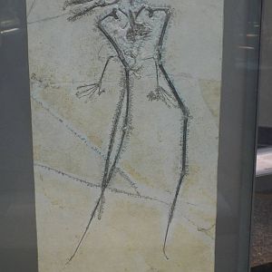 Rhamphorhynchus longicaudus at Museum f?r Naturkunde, Berlin - April 9th 20