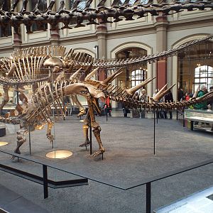 Kentrosaurus aethiopicus at Museum f?r Naturkunde, Berlin - April 9th 2014