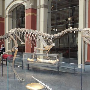 Elaphrosaurus bambergi at Museum f?r Naturkunde, Berlin - April 9th 2014