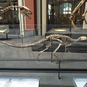 Dysalotosaurus lettowvorbecki at Museum f?r Naturkunde, Berlin - April 9th