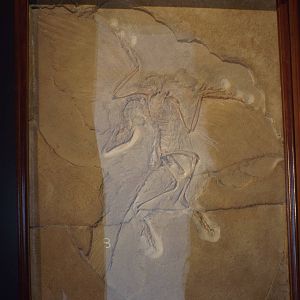 The "Berlin Specimen" (Archaeopteryx siemensii ) at Museum f?r Na