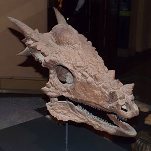 Skull of Stygimoloch spinifer at Museum f?r Naturkunde, Berlin - April 9th