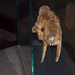 Skull of Smilodon populator at Museum f?r Naturkunde, Berlin - April 9th 20