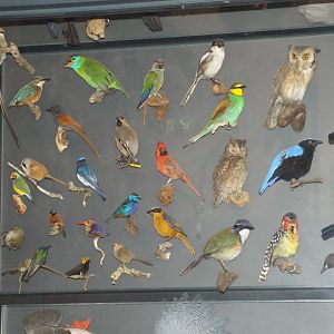 Portion of the Biodiversity Wall at Museum f?r Naturkunde, Berlin - April 9