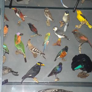 Portion of the Biodiversity Wall at Museum f?r Naturkunde, Berlin - April 9