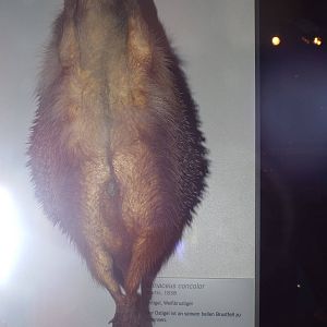 White-breasted Hedgehog (Erinaceus concolor) at Museum f?r Naturkunde, Berl