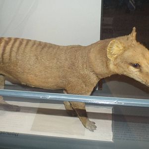 Thylacine (Thylacinus cynocephalus) at Museum f?r Naturkunde, Berlin - Apri