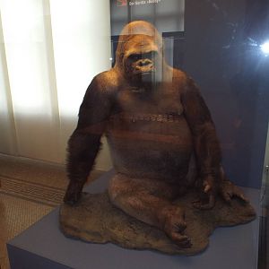 "Bobby" the Western Lowland Gorilla (Gorilla gorilla gorilla) at