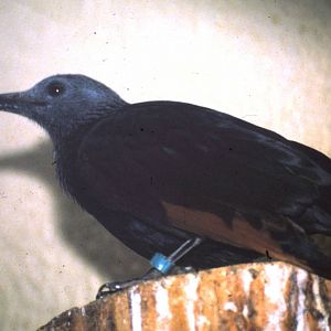 Red-winged starling