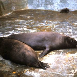 Southern elephant seals