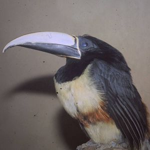 Chestnut-eared aracari