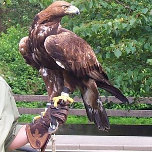 Golden eagle