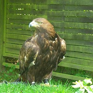 Golden eagle
