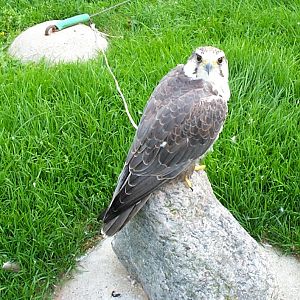 Falcon species