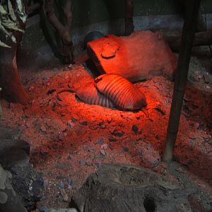 Large Hairy Armadillo