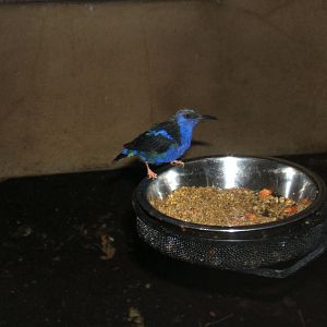 Red-legged Honeycreeper
