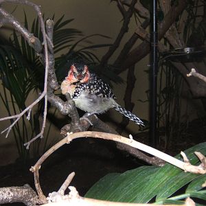 Red and Yellow Barbet