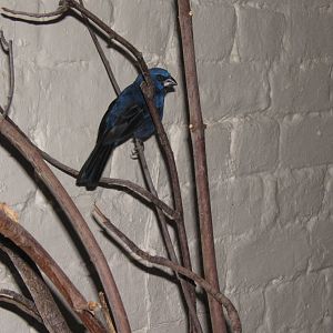 Ultramarine Grosbeak