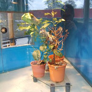 View of Weaver Ant exhibit