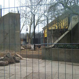 View of work for new Asian Lion enclosure