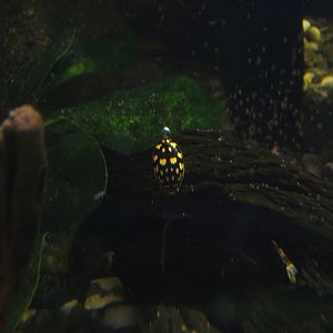 Sunburst Diving Beetle (Thermonectus marmoratus)