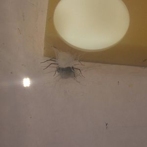 Giant House Spider (Tegenaria gigantea)