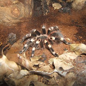 White Knee Bird-eating Spider (Acanthoscurria geniculata)