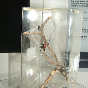 Red-backed Spider (Latrodectus hasselti)