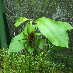 Fen Raft Spider (Dolomedes plantarius)