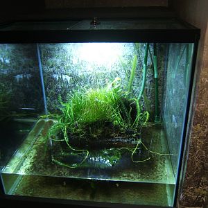 View of Fen Raft Spider exhibit