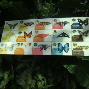 Butterfly Id sign
