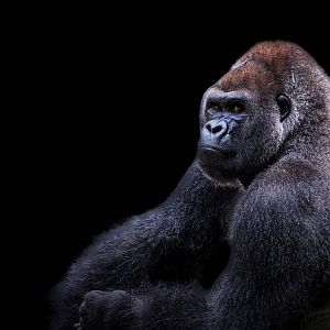 Who are you Looking At?