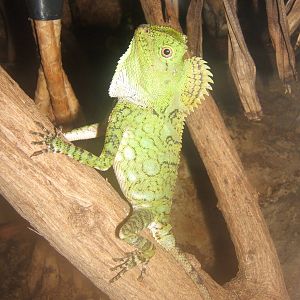 Chameleon Forest Dragon